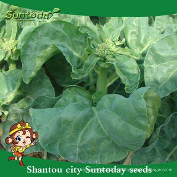 Suntoday vegetableF1 Organic Chinese Broccoli Whiter Semillas de brócoli Kailaan híbridas (35003)